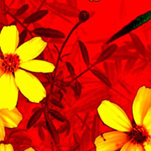 黑客靠什么攻击服务器